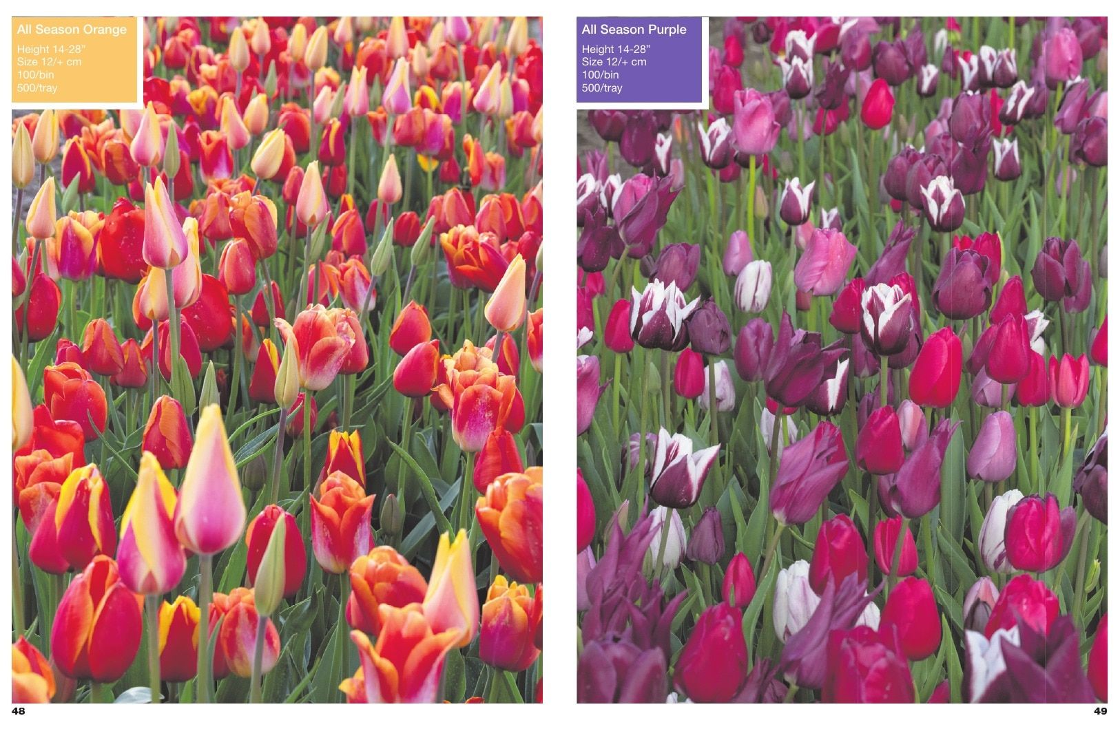 A.D.R. Bulbs Spring Wholesale Bulb Catalog Weekly Ad January 1 - December 31, 2026
