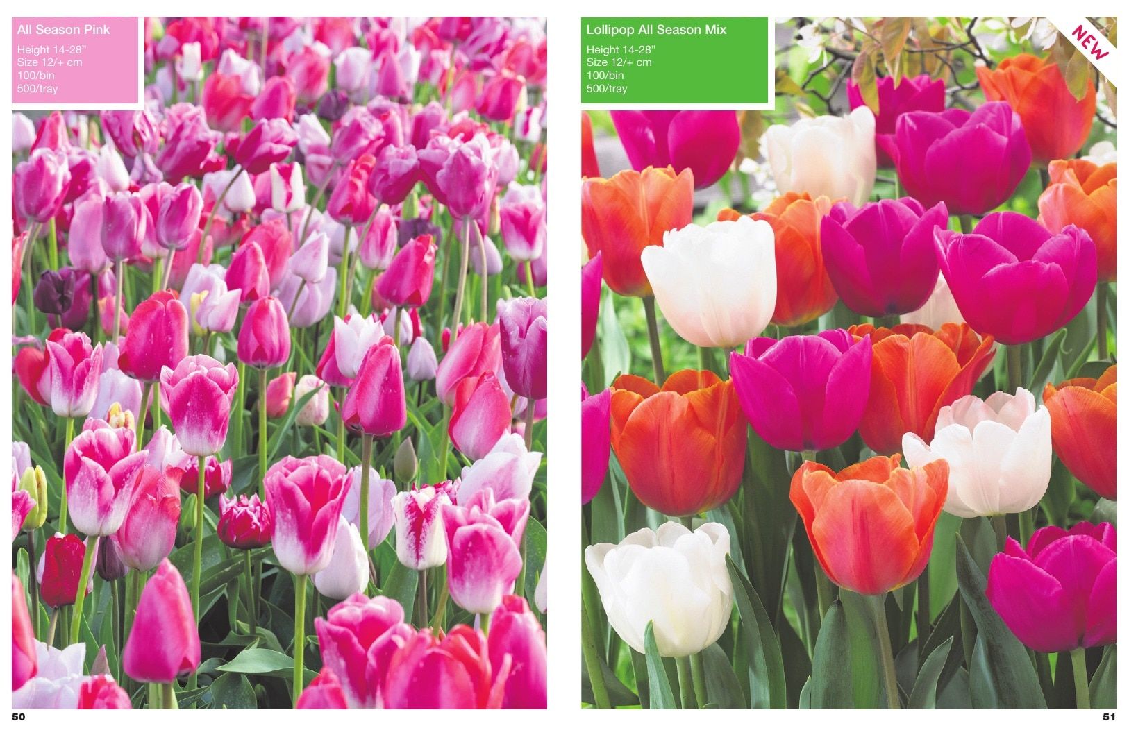 A.D.R. Bulbs Spring Wholesale Bulb Catalog Weekly Ad January 1 - December 31, 2026