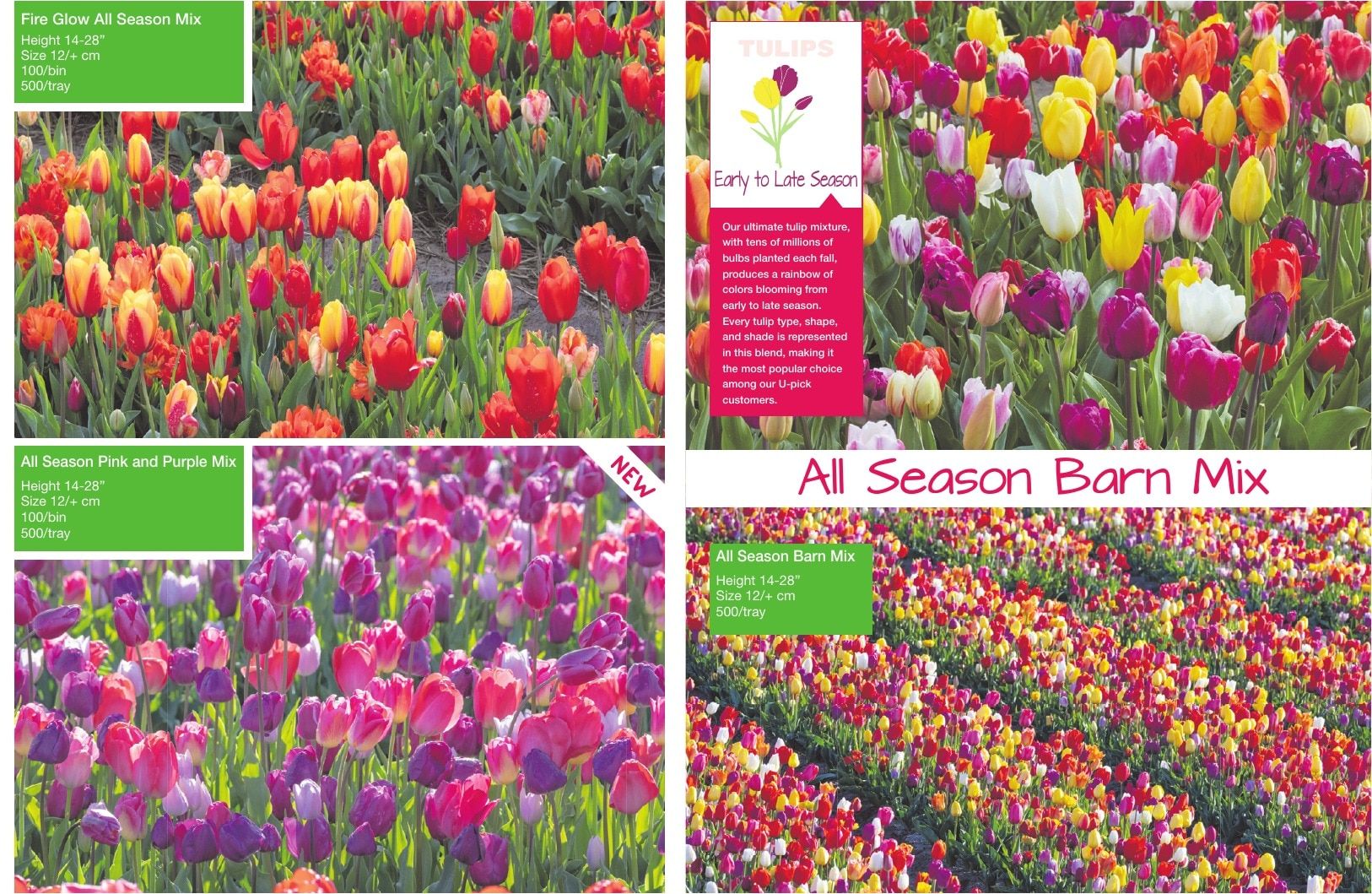 A.D.R. Bulbs Spring Wholesale Bulb Catalog Weekly Ad January 1 - December 31, 2026