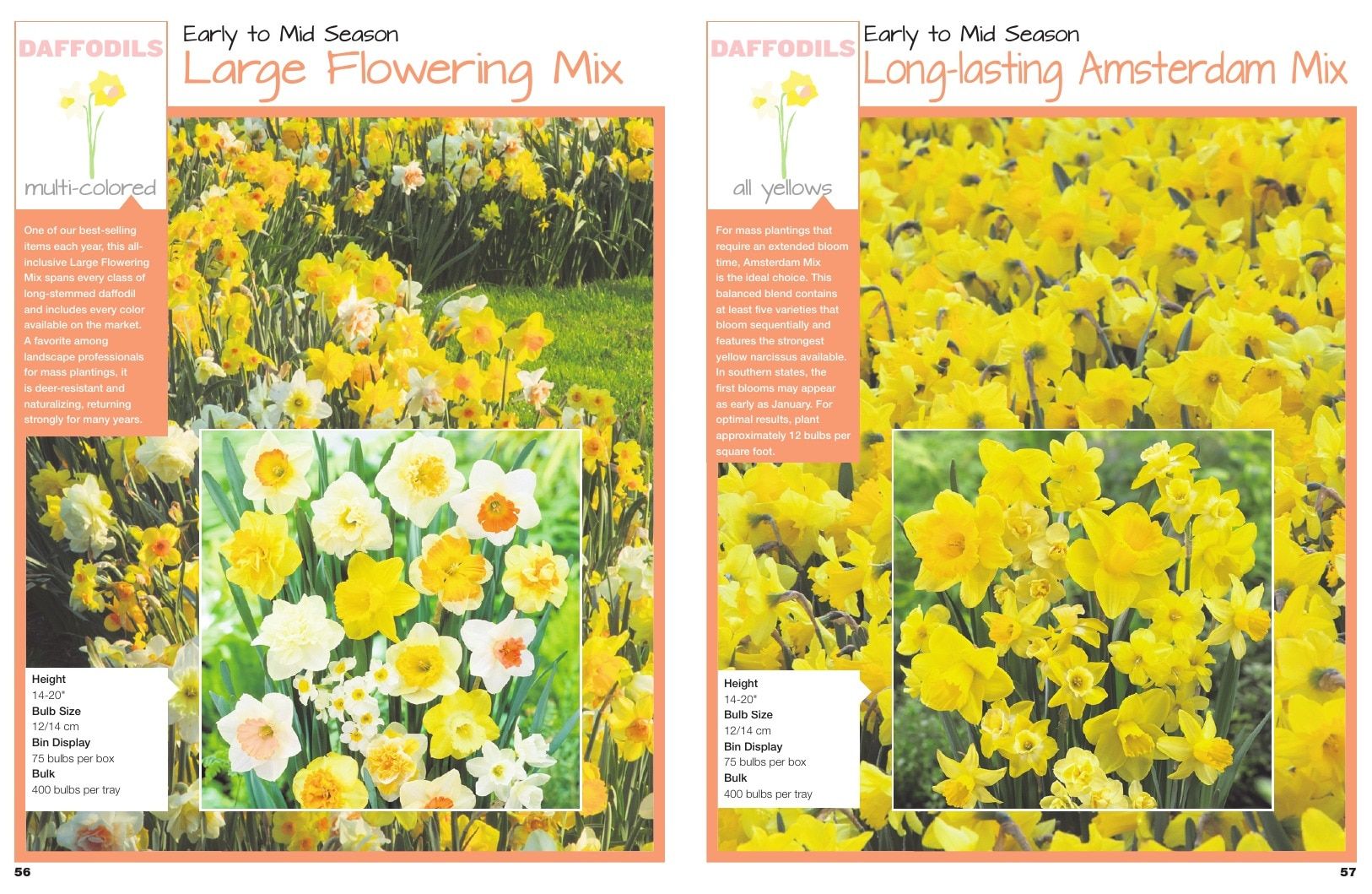 A.D.R. Bulbs Spring Wholesale Bulb Catalog Weekly Ad January 1 - December 31, 2026