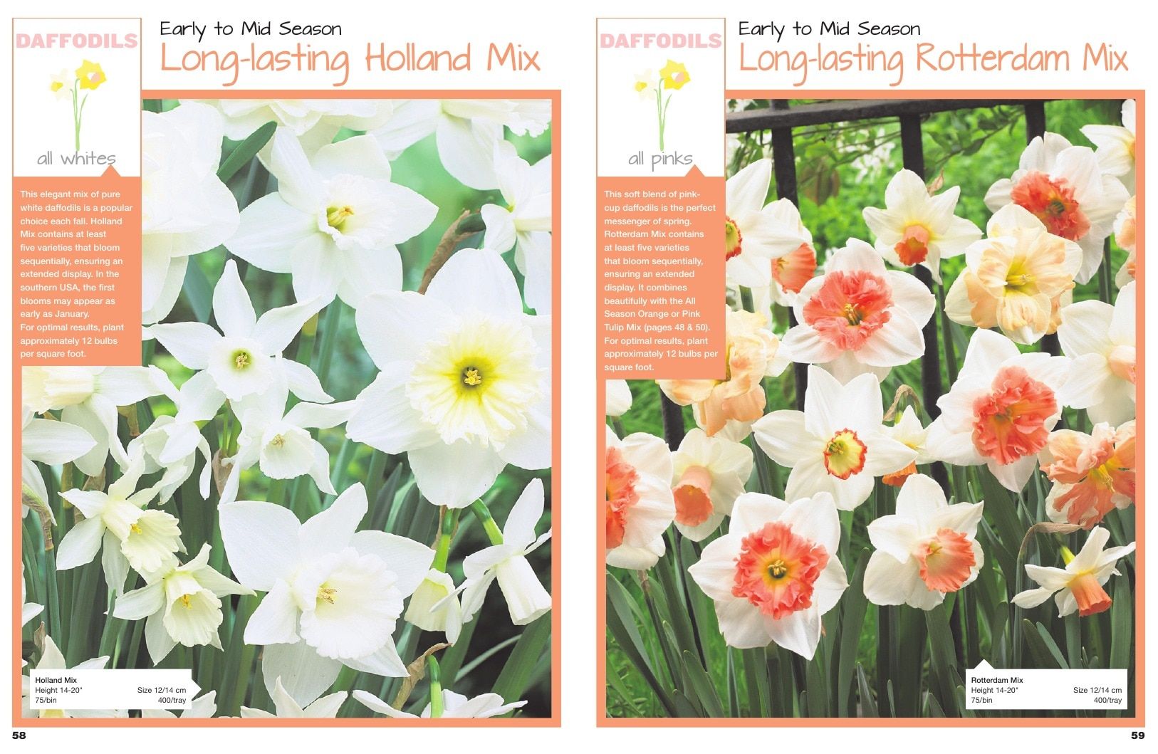 A.D.R. Bulbs Spring Wholesale Bulb Catalog Weekly Ad January 1 - December 31, 2026
