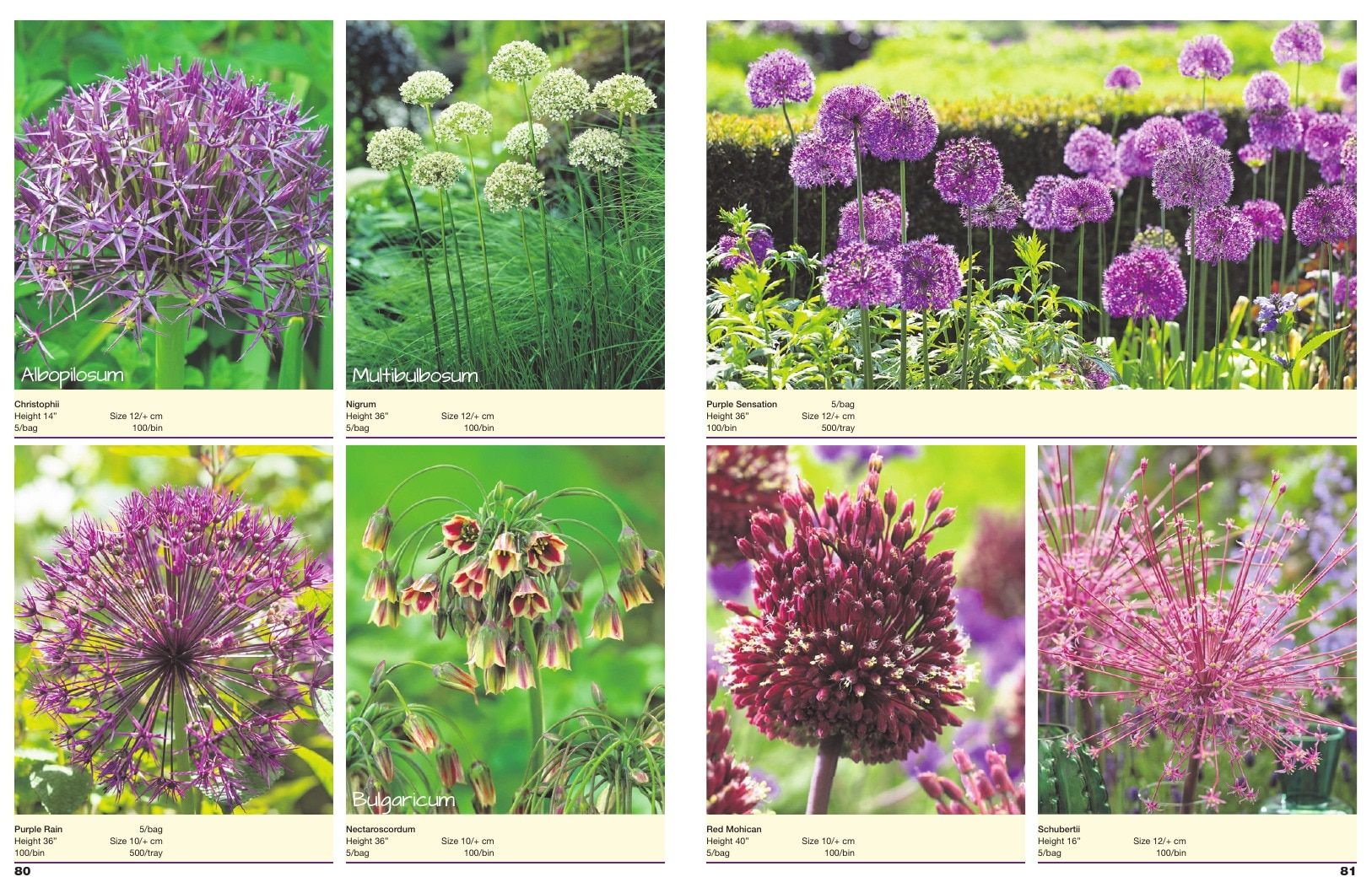 A.D.R. Bulbs Spring Wholesale Bulb Catalog Weekly Ad January 1 - December 31, 2026