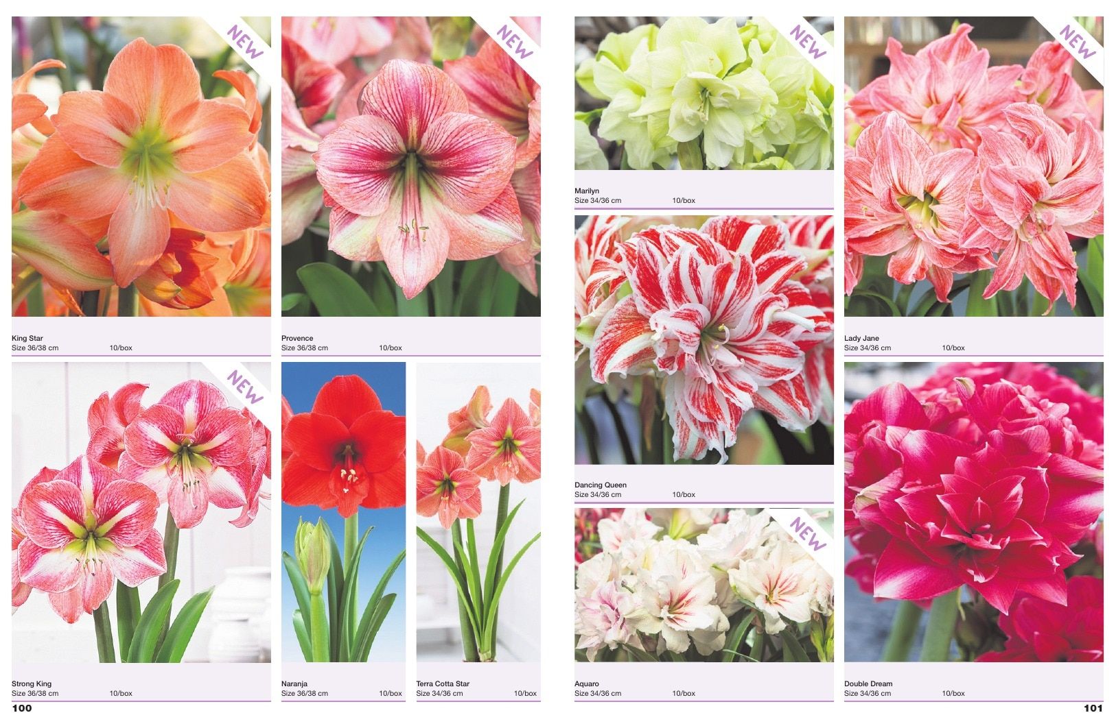 A.D.R. Bulbs Spring Wholesale Bulb Catalog Weekly Ad January 1 - December 31, 2026
