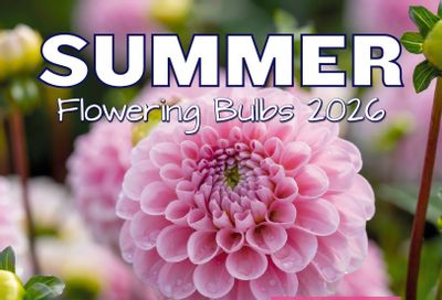 A.D.R. Bulbs Summer Flowering Bulbs Catalog Weekly Ad January 1 - December 31, 2026