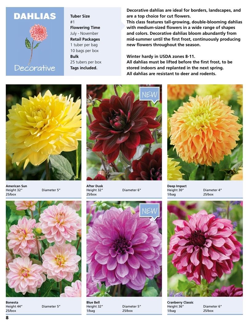 A.D.R. Bulbs Summer Flowering Bulbs Catalog Weekly Ad January 1 - December 31, 2026