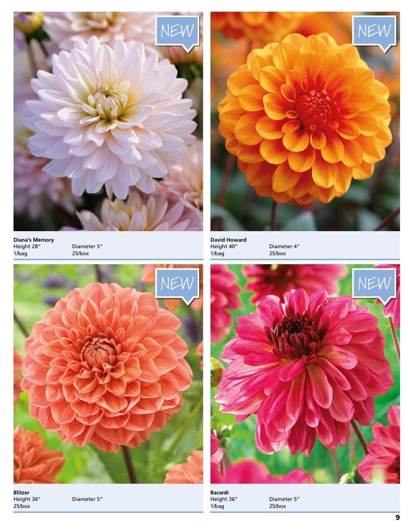 A.D.R. Bulbs Summer Flowering Bulbs Catalog Weekly Ad January 1 - December 31, 2026