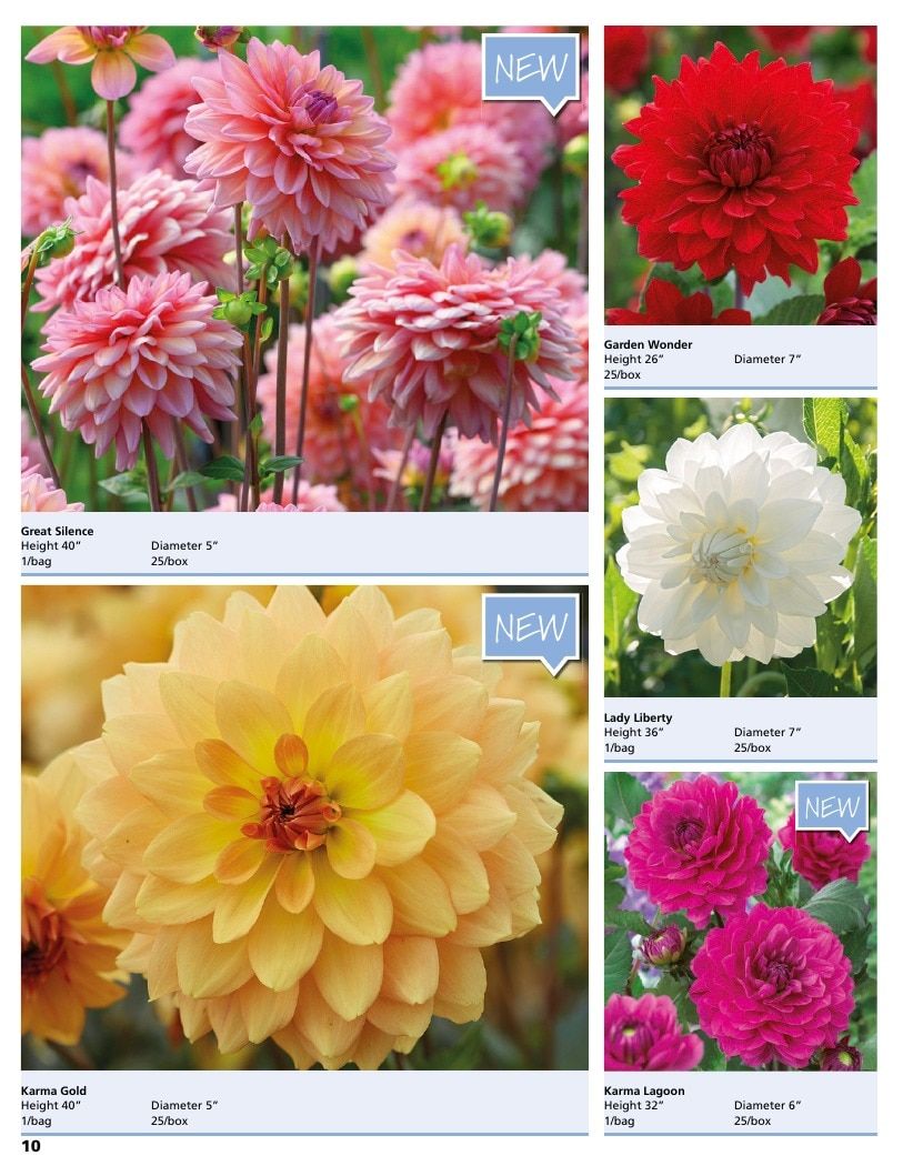 A.D.R. Bulbs Summer Flowering Bulbs Catalog Weekly Ad January 1 - December 31, 2026
