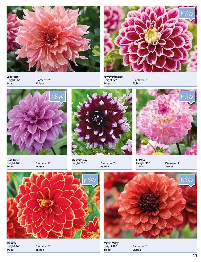 A.D.R. Bulbs Summer Flowering Bulbs Catalog Weekly Ad January 1 - December 31, 2026