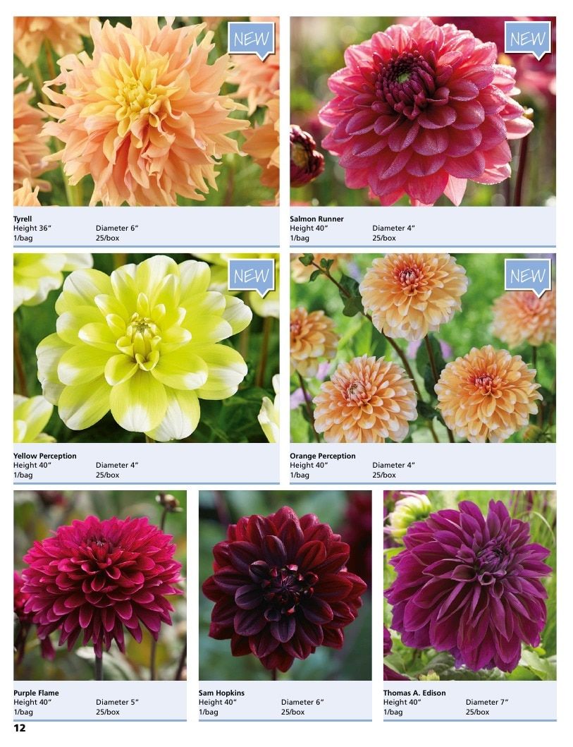 A.D.R. Bulbs Summer Flowering Bulbs Catalog Weekly Ad January 1 - December 31, 2026