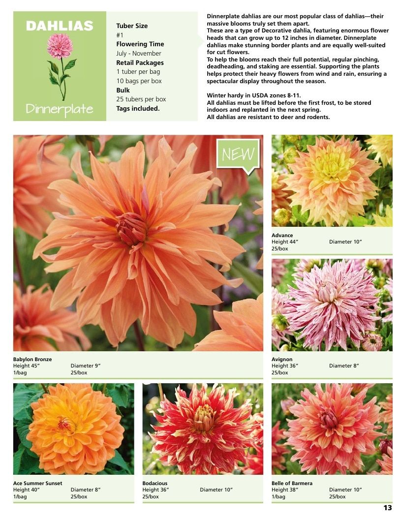 A.D.R. Bulbs Summer Flowering Bulbs Catalog Weekly Ad January 1 - December 31, 2026