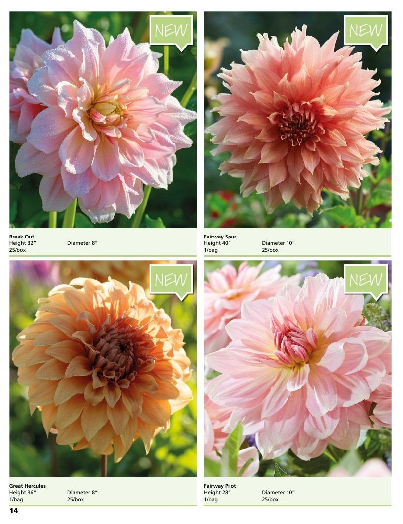 A.D.R. Bulbs Summer Flowering Bulbs Catalog Weekly Ad January 1 - December 31, 2026