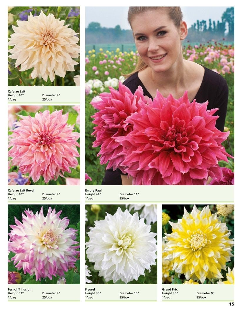 A.D.R. Bulbs Summer Flowering Bulbs Catalog Weekly Ad January 1 - December 31, 2026