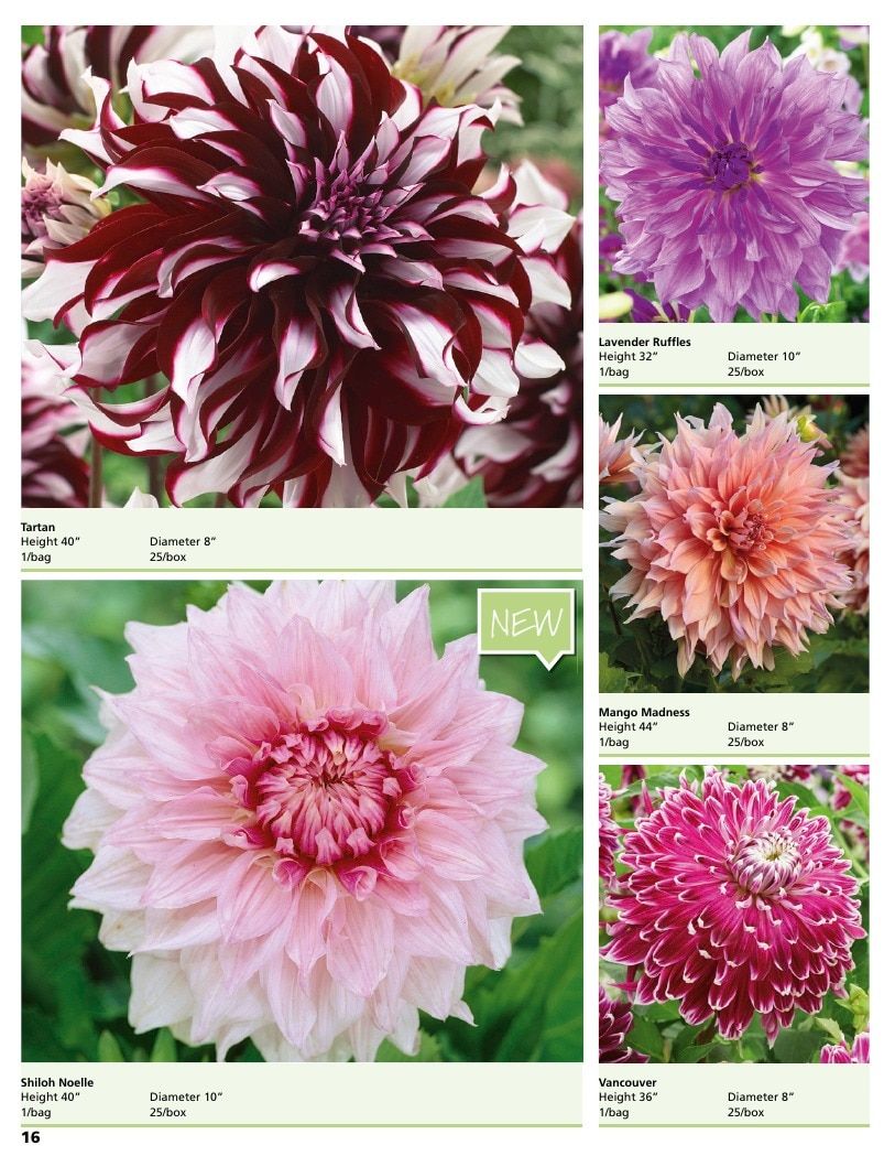 A.D.R. Bulbs Summer Flowering Bulbs Catalog Weekly Ad January 1 - December 31, 2026