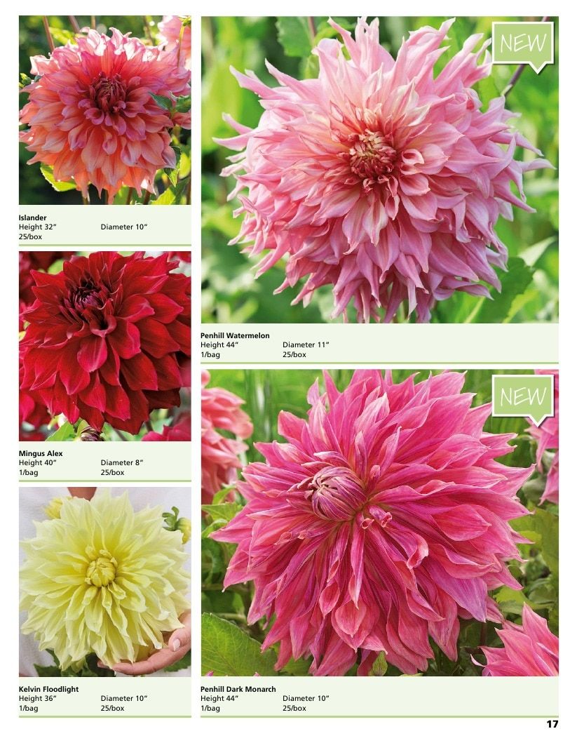 A.D.R. Bulbs Summer Flowering Bulbs Catalog Weekly Ad January 1 - December 31, 2026
