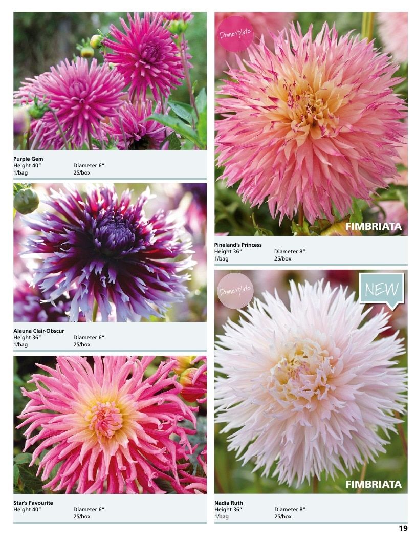 A.D.R. Bulbs Summer Flowering Bulbs Catalog Weekly Ad January 1 - December 31, 2026