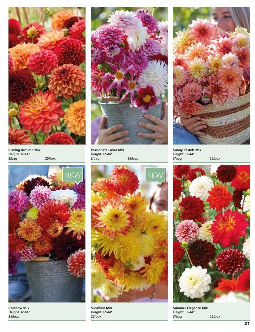 A.D.R. Bulbs Summer Flowering Bulbs Catalog Weekly Ad January 1 - December 31, 2026