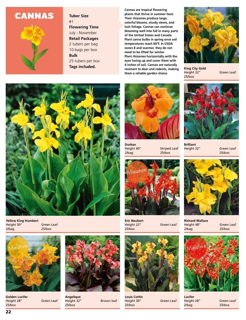 A.D.R. Bulbs Summer Flowering Bulbs Catalog Weekly Ad January 1 - December 31, 2026