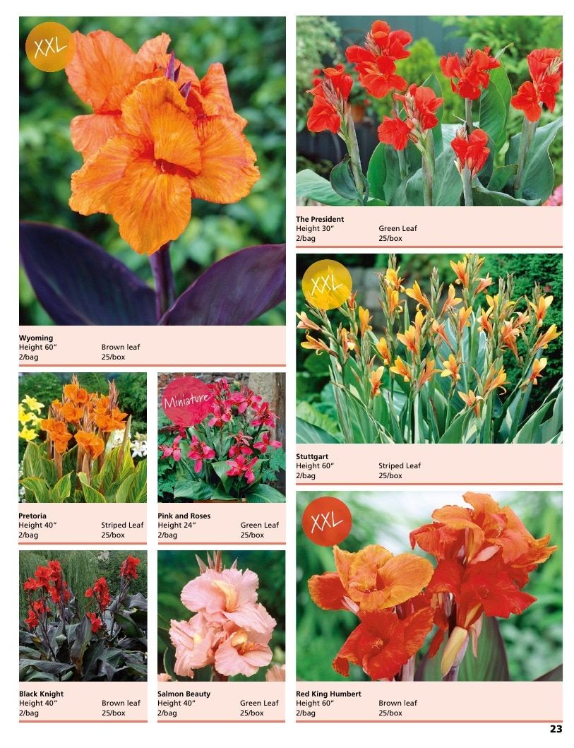 A.D.R. Bulbs Summer Flowering Bulbs Catalog Weekly Ad January 1 - December 31, 2026