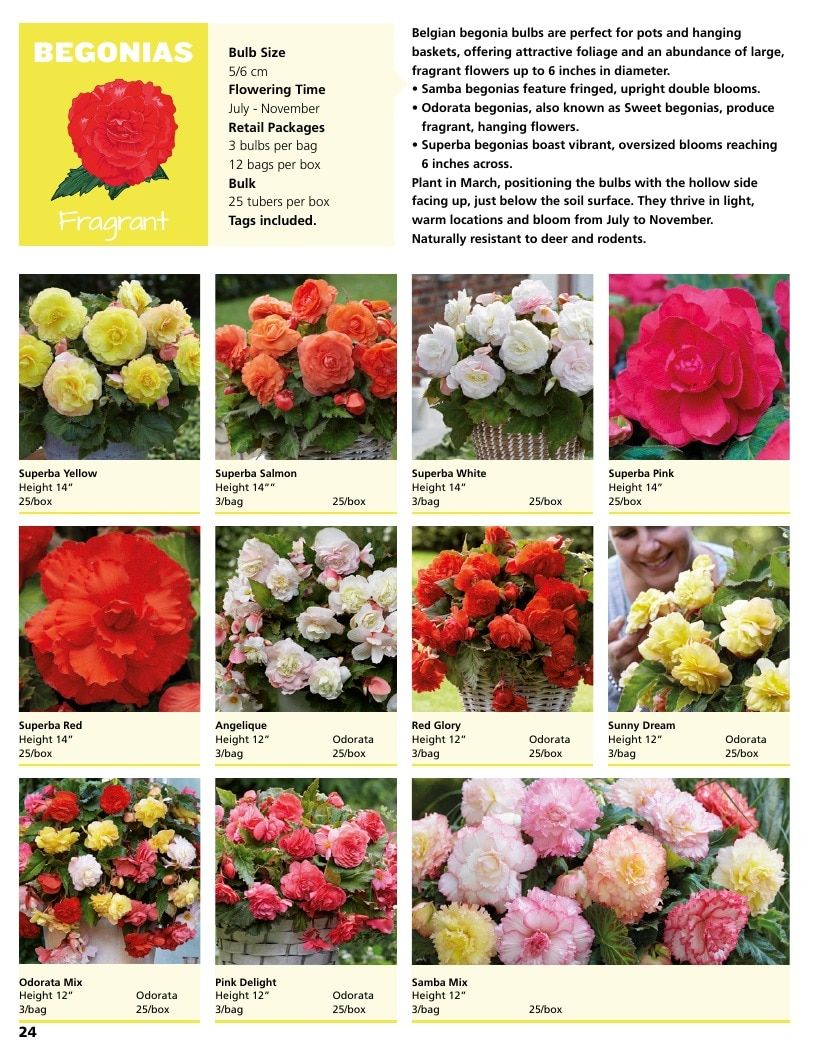A.D.R. Bulbs Summer Flowering Bulbs Catalog Weekly Ad January 1 - December 31, 2026