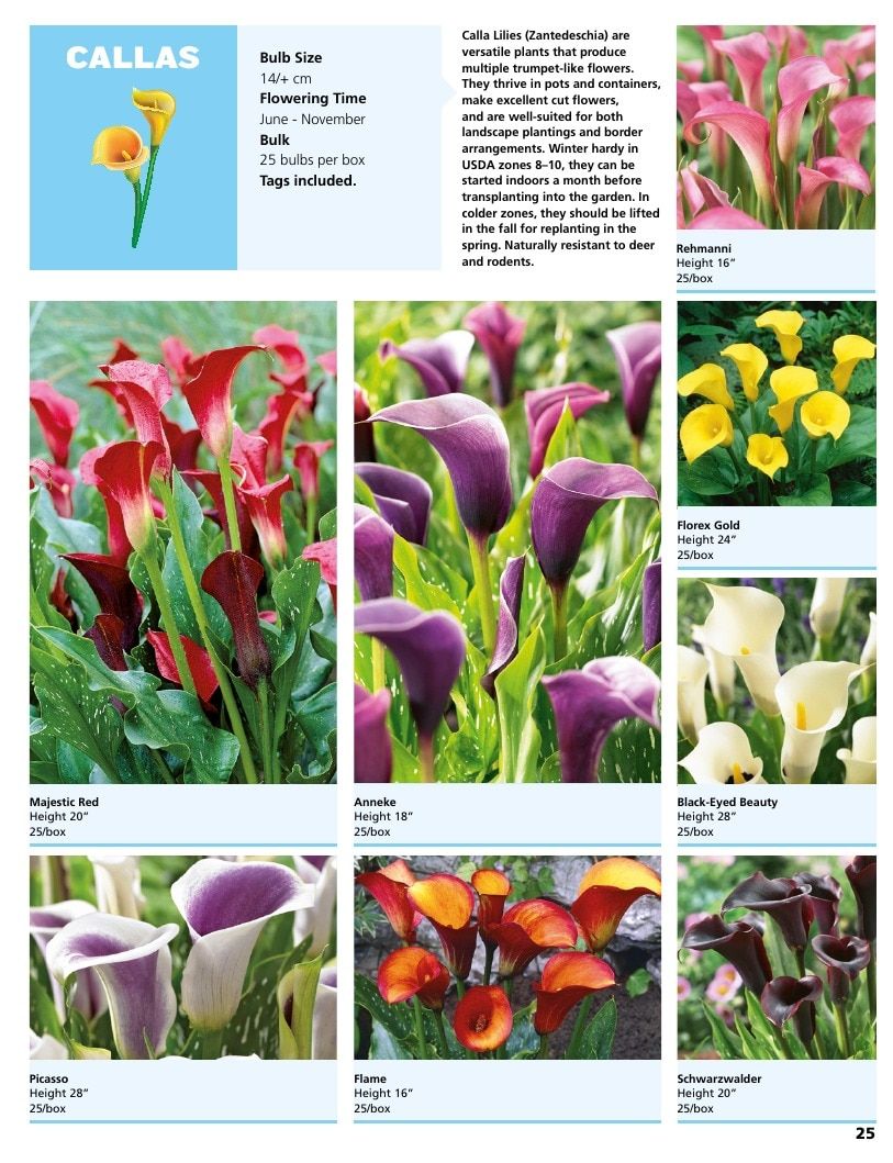 A.D.R. Bulbs Summer Flowering Bulbs Catalog Weekly Ad January 1 - December 31, 2026
