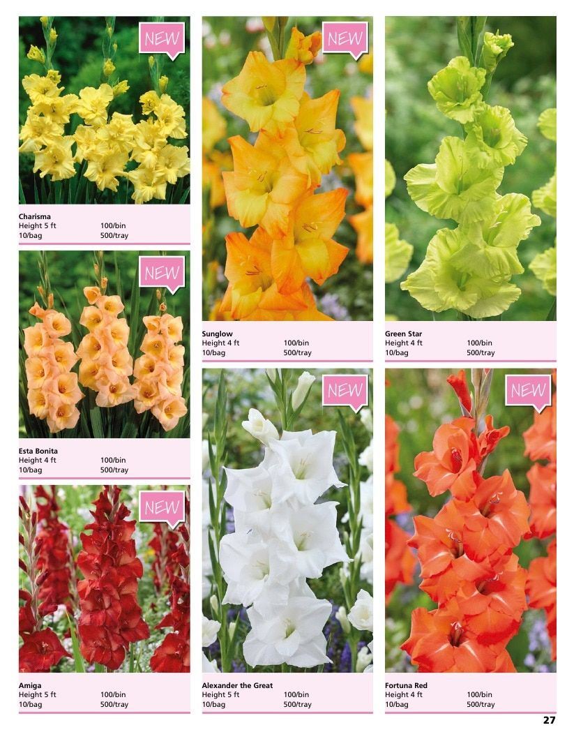 A.D.R. Bulbs Summer Flowering Bulbs Catalog Weekly Ad January 1 - December 31, 2026