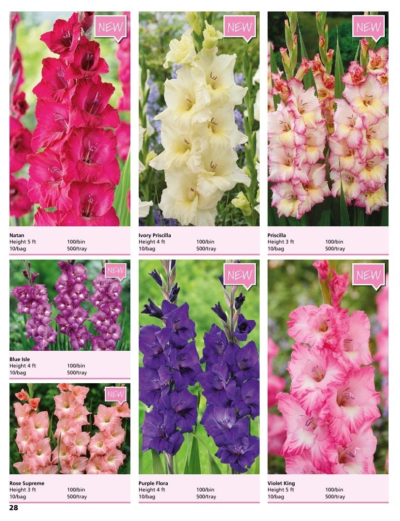 A.D.R. Bulbs Summer Flowering Bulbs Catalog Weekly Ad January 1 - December 31, 2026