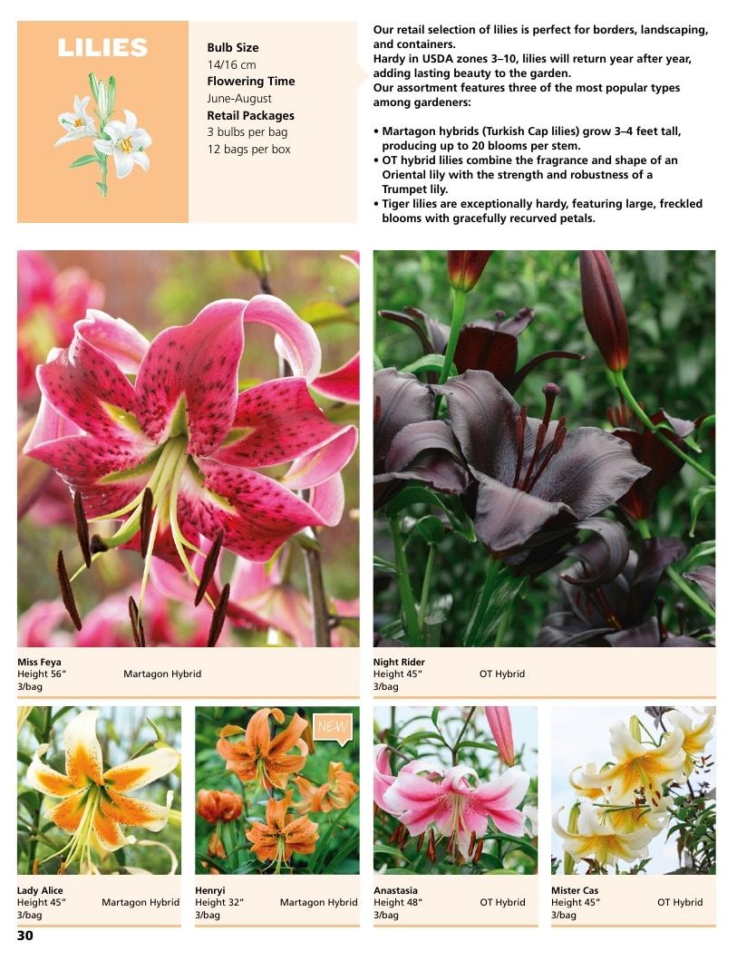 A.D.R. Bulbs Summer Flowering Bulbs Catalog Weekly Ad January 1 - December 31, 2026