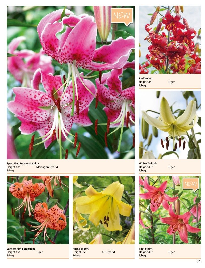 A.D.R. Bulbs Summer Flowering Bulbs Catalog Weekly Ad January 1 - December 31, 2026