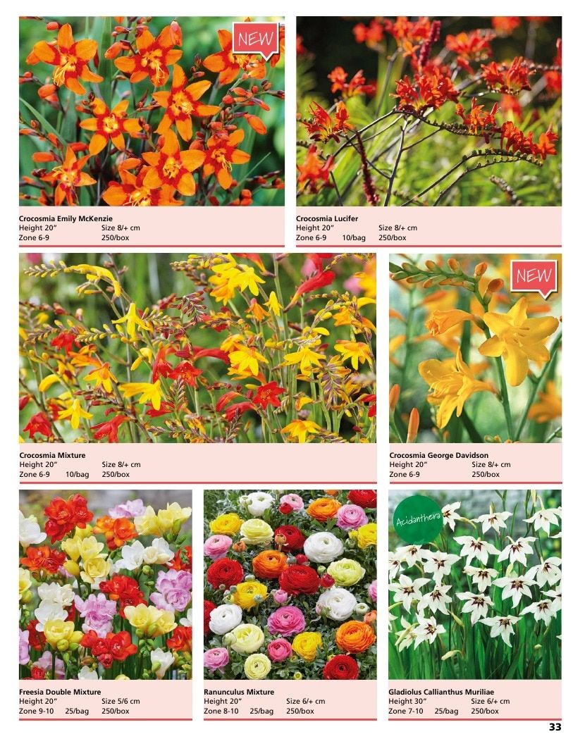 A.D.R. Bulbs Summer Flowering Bulbs Catalog Weekly Ad January 1 - December 31, 2026