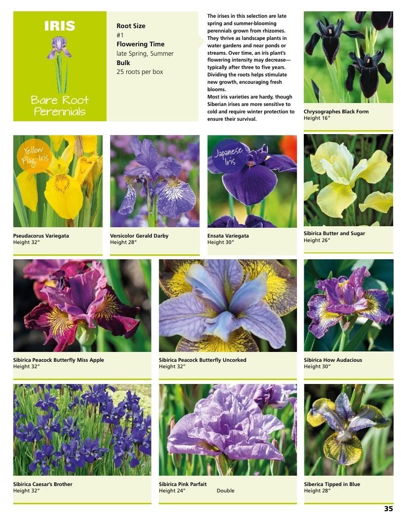 A.D.R. Bulbs Summer Flowering Bulbs Catalog Weekly Ad January 1 - December 31, 2026
