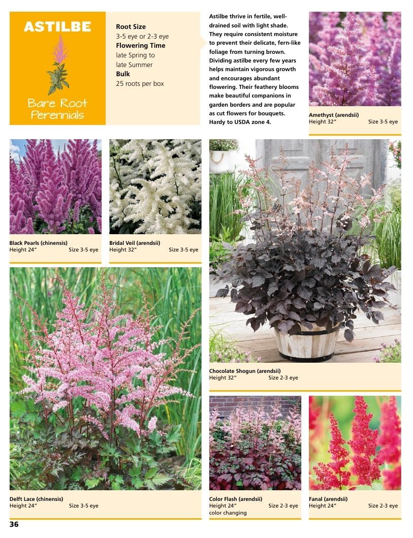 A.D.R. Bulbs Summer Flowering Bulbs Catalog Weekly Ad January 1 - December 31, 2026