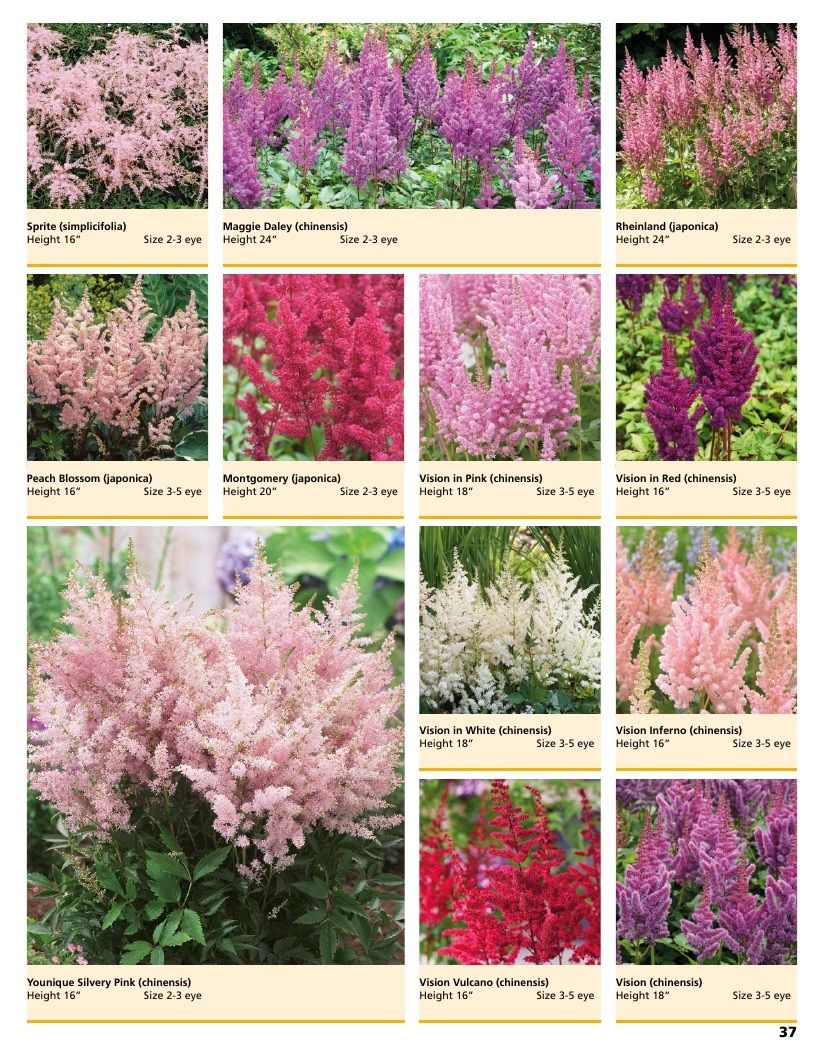 A.D.R. Bulbs Summer Flowering Bulbs Catalog Weekly Ad January 1 - December 31, 2026