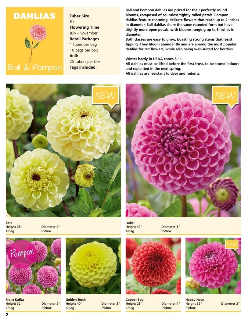 A.D.R. Bulbs Summer Flowering Bulbs Catalog Weekly Ad January 1 - December 31, 2026