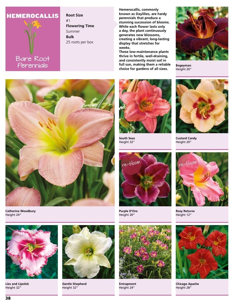 A.D.R. Bulbs Summer Flowering Bulbs Catalog Weekly Ad January 1 - December 31, 2026