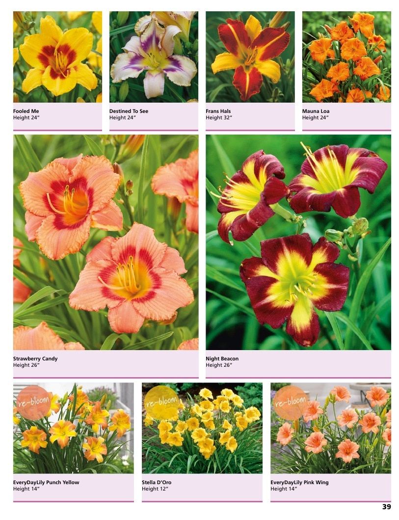 A.D.R. Bulbs Summer Flowering Bulbs Catalog Weekly Ad January 1 - December 31, 2026