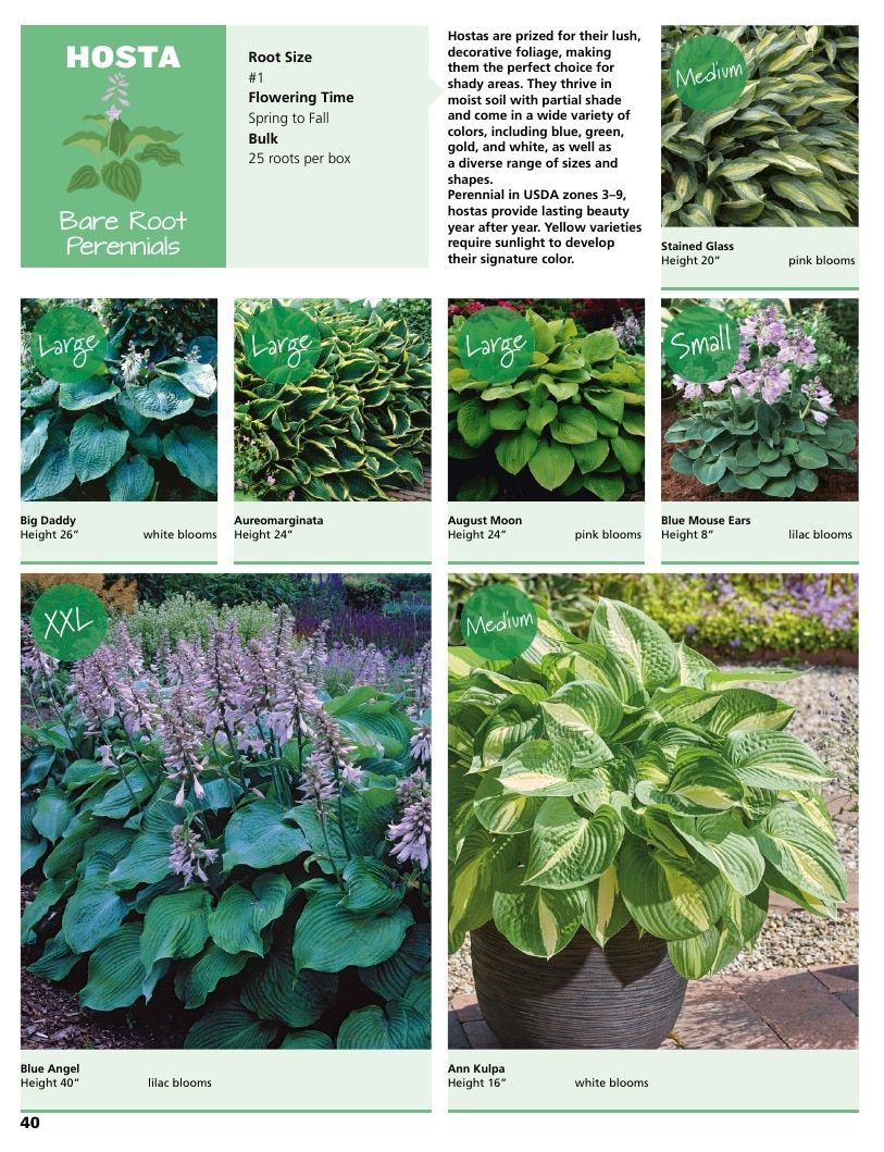 A.D.R. Bulbs Summer Flowering Bulbs Catalog Weekly Ad January 1 - December 31, 2026