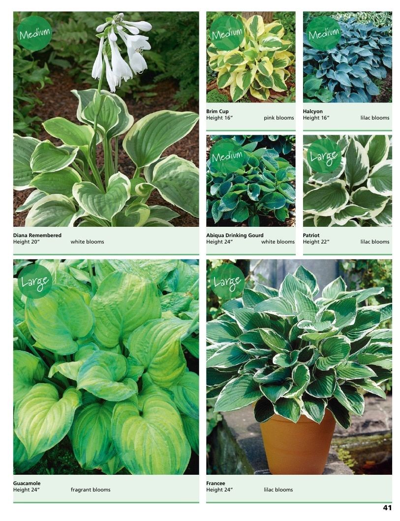 A.D.R. Bulbs Summer Flowering Bulbs Catalog Weekly Ad January 1 - December 31, 2026