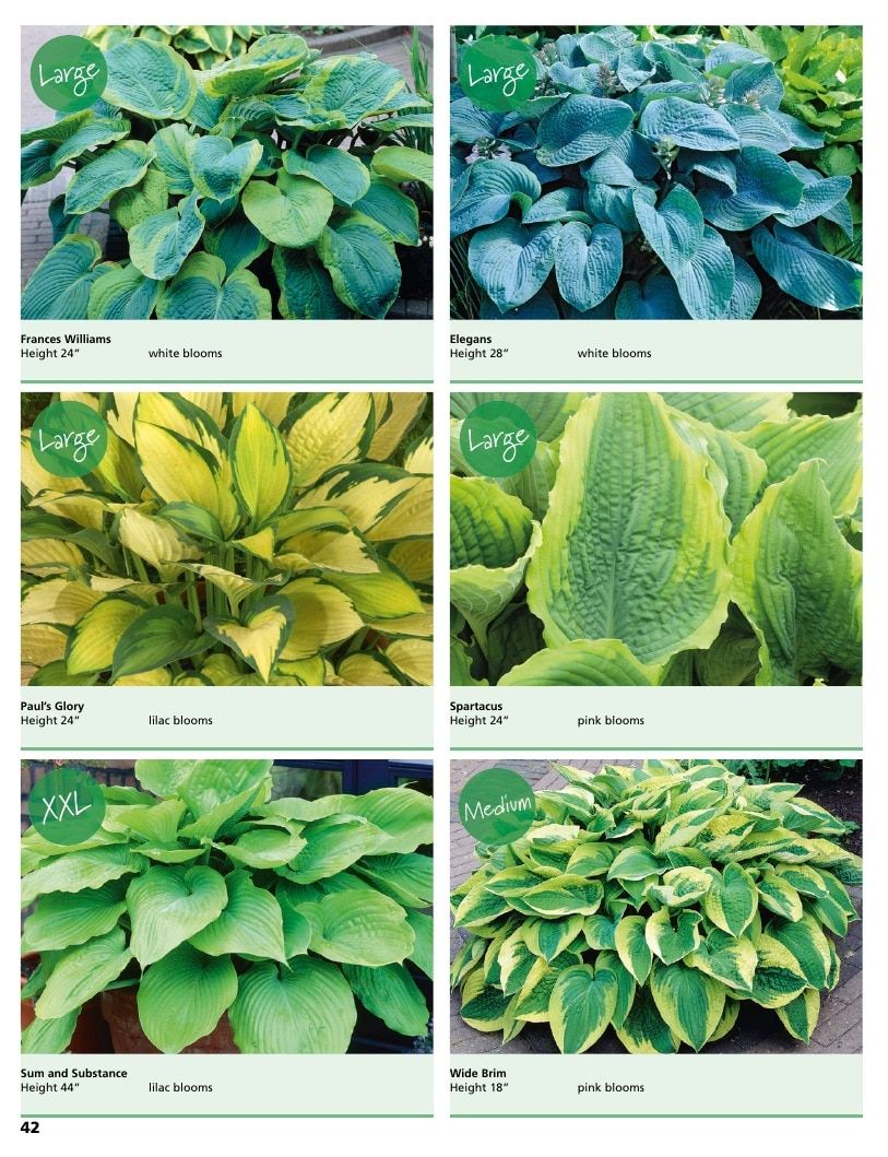 A.D.R. Bulbs Summer Flowering Bulbs Catalog Weekly Ad January 1 - December 31, 2026