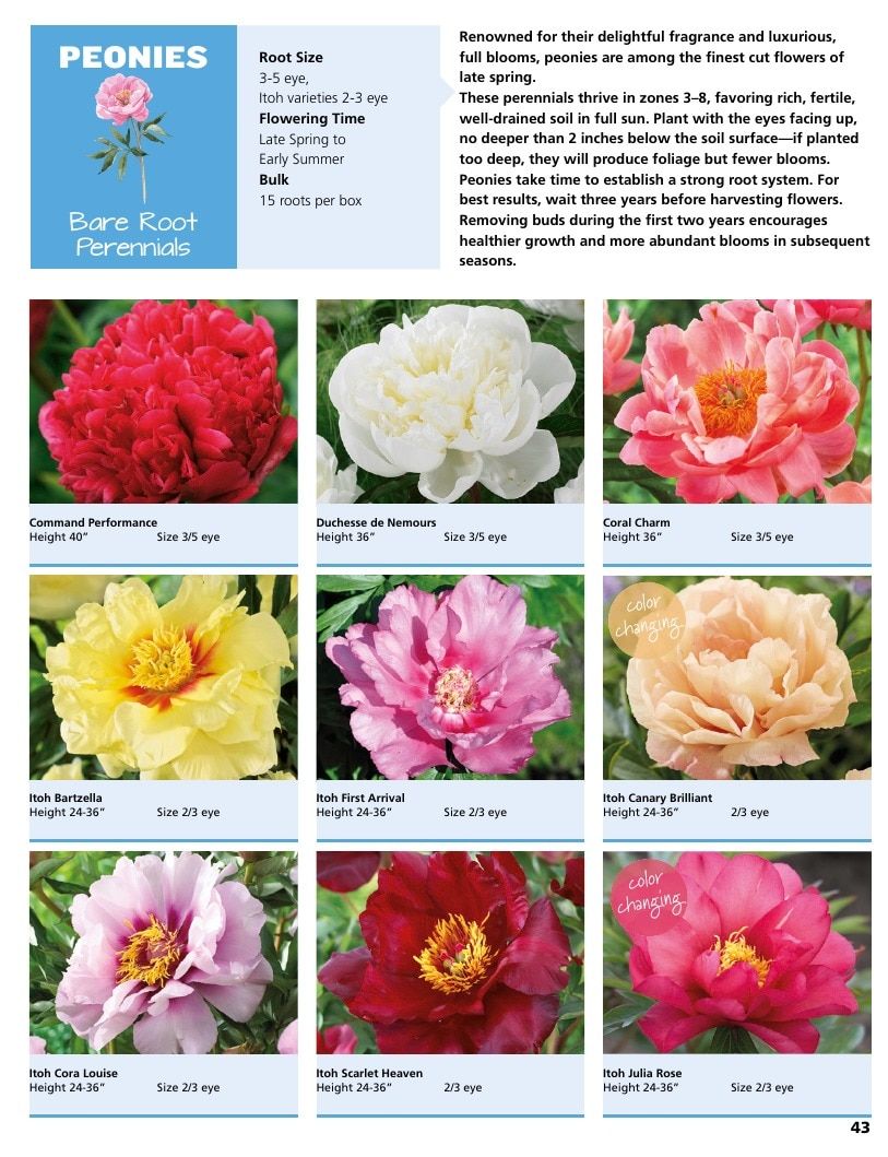 A.D.R. Bulbs Summer Flowering Bulbs Catalog Weekly Ad January 1 - December 31, 2026