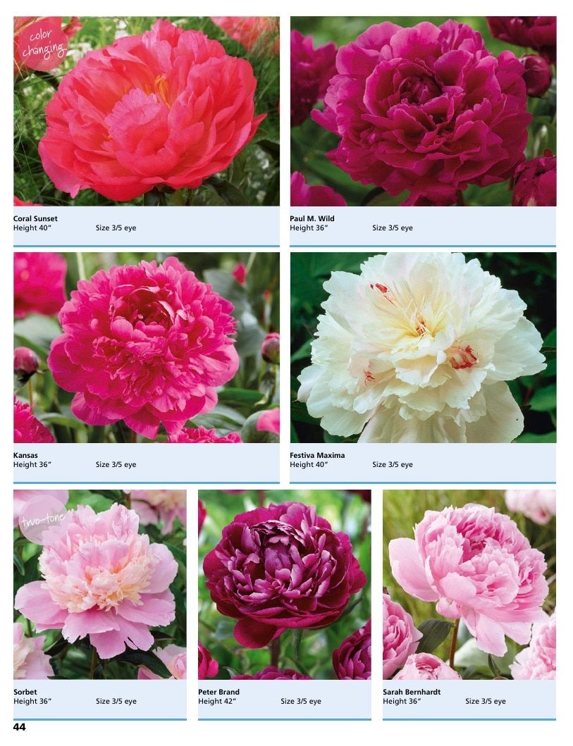 A.D.R. Bulbs Summer Flowering Bulbs Catalog Weekly Ad January 1 - December 31, 2026