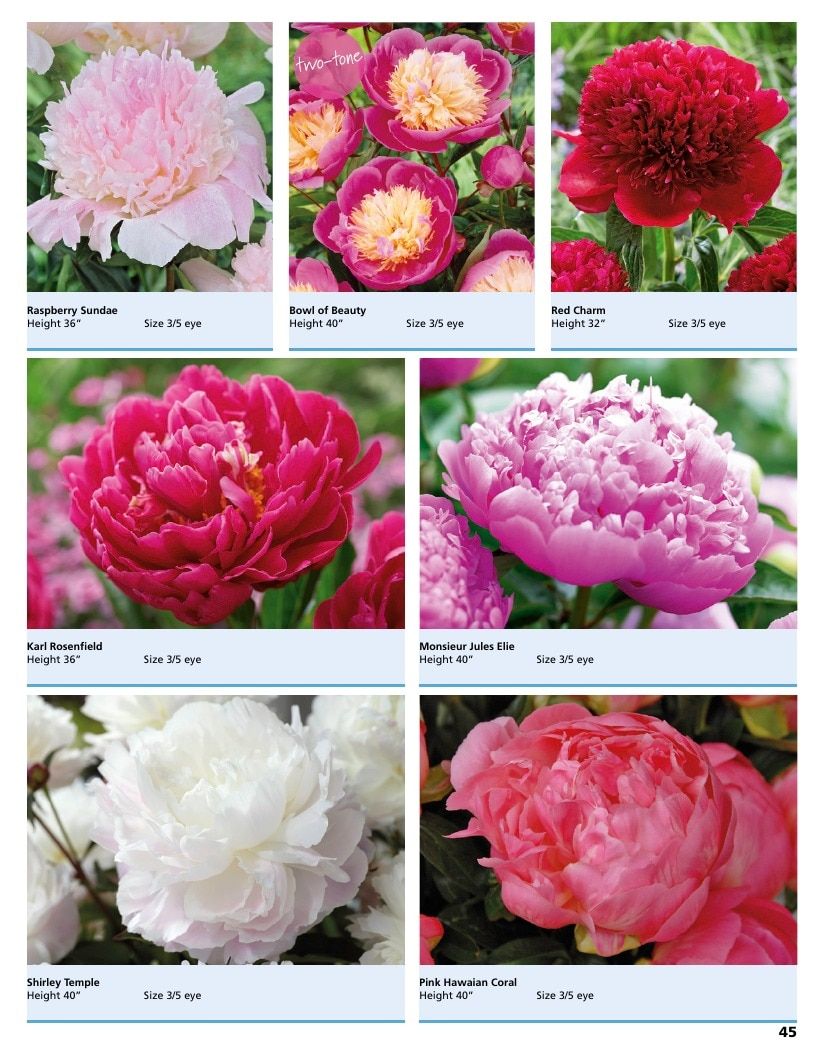 A.D.R. Bulbs Summer Flowering Bulbs Catalog Weekly Ad January 1 - December 31, 2026