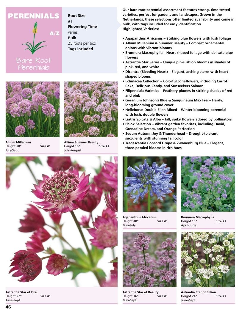 A.D.R. Bulbs Summer Flowering Bulbs Catalog Weekly Ad January 1 - December 31, 2026