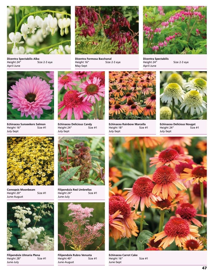A.D.R. Bulbs Summer Flowering Bulbs Catalog Weekly Ad January 1 - December 31, 2026