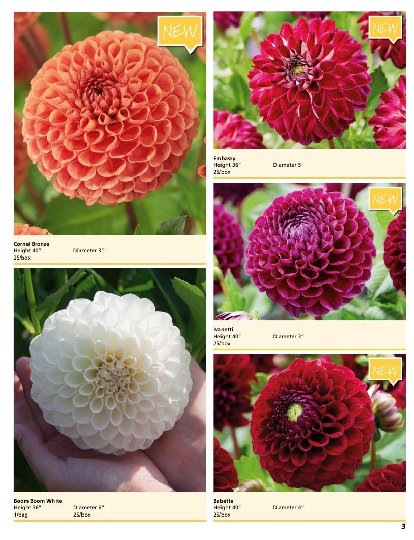 A.D.R. Bulbs Summer Flowering Bulbs Catalog Weekly Ad January 1 - December 31, 2026
