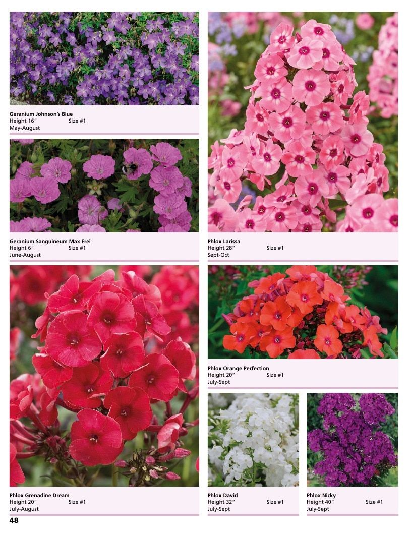 A.D.R. Bulbs Summer Flowering Bulbs Catalog Weekly Ad January 1 - December 31, 2026