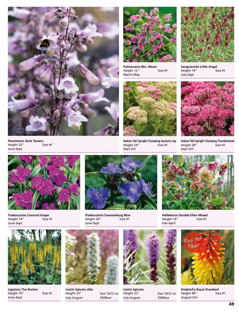 A.D.R. Bulbs Summer Flowering Bulbs Catalog Weekly Ad January 1 - December 31, 2026