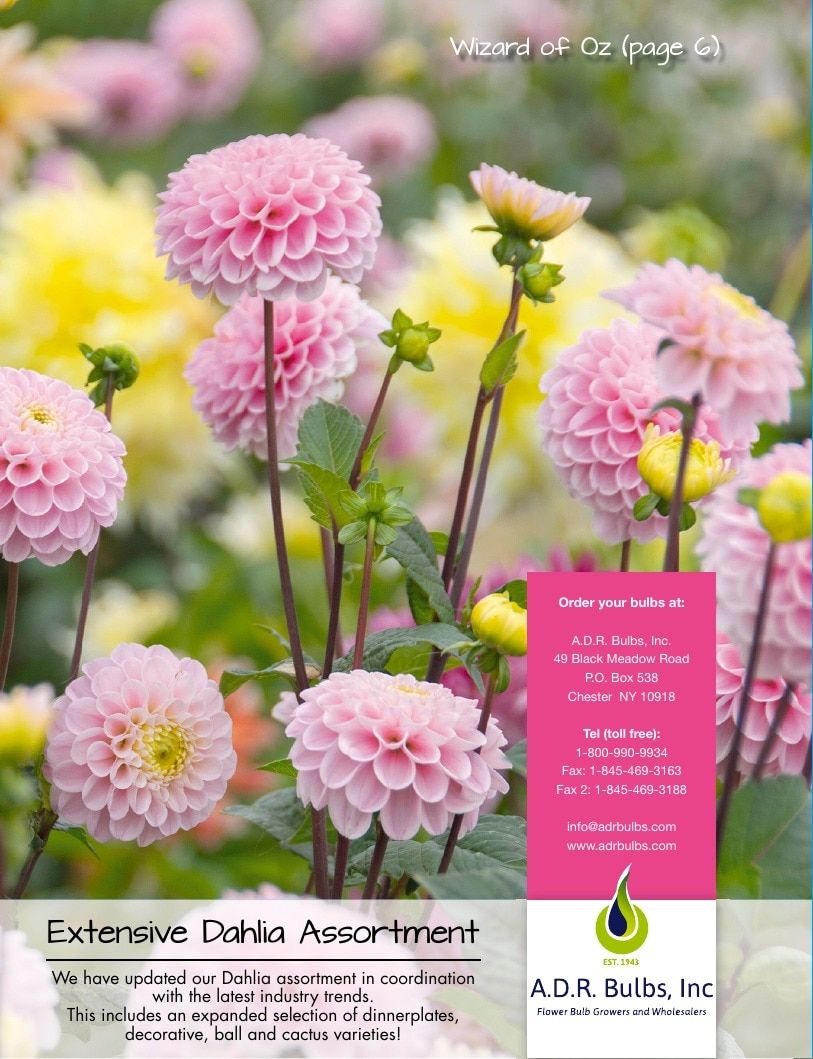 A.D.R. Bulbs Summer Flowering Bulbs Catalog Weekly Ad January 1 - December 31, 2026