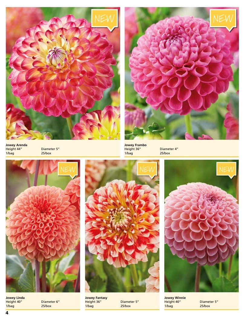 A.D.R. Bulbs Summer Flowering Bulbs Catalog Weekly Ad January 1 - December 31, 2026