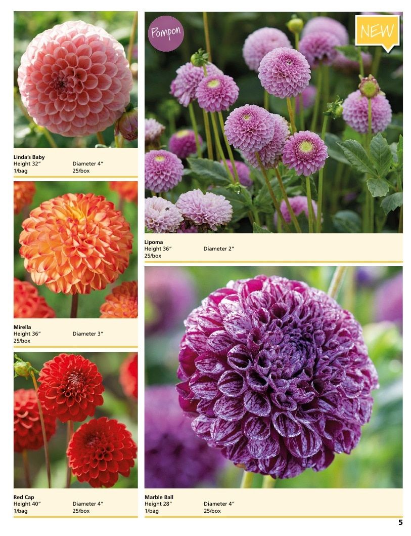 A.D.R. Bulbs Summer Flowering Bulbs Catalog Weekly Ad January 1 - December 31, 2026