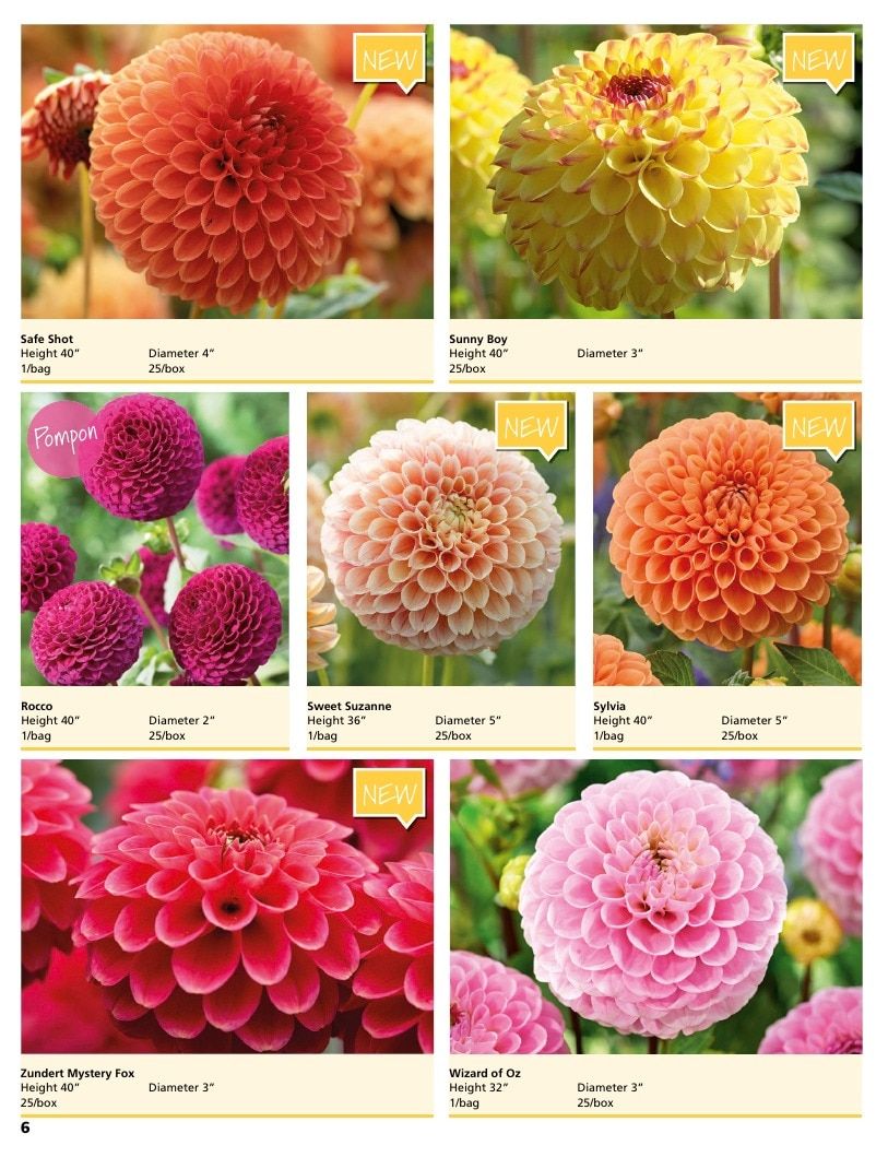 A.D.R. Bulbs Summer Flowering Bulbs Catalog Weekly Ad January 1 - December 31, 2026